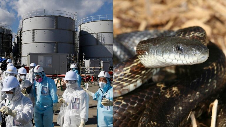 Japanese researchers are taking the help of snakes to monitor the radiation